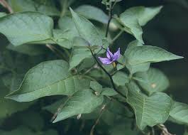 Image result for Solanum cyaneopurpureum