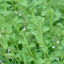 Image result for Clinopodium