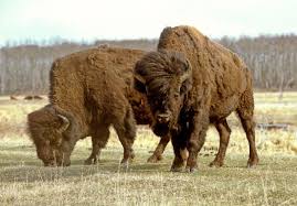 Wood Bison A Lazarus Species Is Back From Extinction Bison North American Wildlife Bison Photo