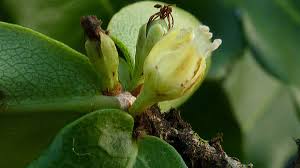 Image result for Erythrococca zambesiaca