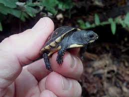 Eastern Box Turtles For Sale Box Turtles For Sale Turtles For Sale Eastern Box Turtle