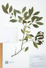 Image result for Memecylon sp. D