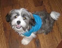Maybe you would like to learn more about one of these? Jack Tzu Information And Pictures