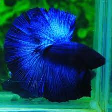 Plakat multiolor kali ini berwarna merah, pink, biru dan putih. 12 Fish Ideas Betta Fish Betta Siamese Fighting Fish