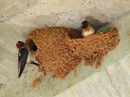 Barn Swallow Birds That Make Mud Nests Swallow Barn Swallow Bird Nest Birds