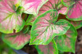 Learn How To Grow Caladium As A Houseplant Caladium Patio Plants Plants