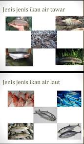Atau ingin tau jenis ikan laut untuk hiasan? Lihat Lah Gambar Diatas Sebutkan Nama Nama Ikan Yang Termasuk Didalam Gambar Tersebut Brainly Co Id