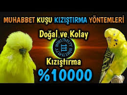 Muhabbet Kusu Yas Tahmini Nasil Yapilir Youtube