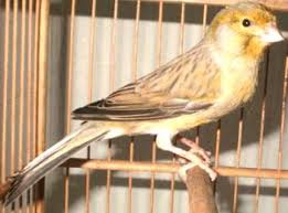 Download Mp3 Suara Kicau Burung Sanger Suara