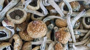 Magic mushroom is a term used to describe any mushroom that produces a psychedelic effect when ingested. Man Injected Magic Mushrooms Into His Veins And They Started To Grow In His Blood Iflscience