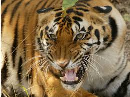 Tigers hunting in the ruins of a Raj ...