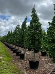 Image result for Conocarpus erectus