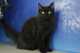 Black And White Ragdoll Cat For Sale Ada Black Solid Ragdoll Cat Kitten From Www Ragdollkitten Us Ragdoll Kittens For Sale Ragdoll Cat Cats And Kittens