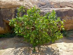 Image result for Ochna natalitia