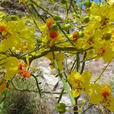 Image result for Parkinsonia africana
