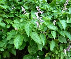 Image result for Ocimum urundense