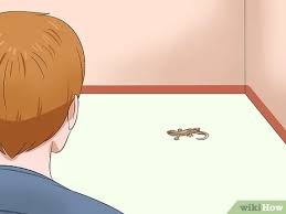 3 Ways To Catch A Lizard Without Using Your Hands Wikihow