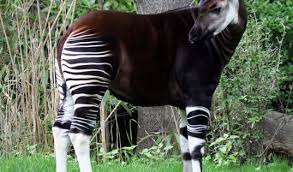 Congolese Forest Giraffe Added To List Of Endangered Animals Endangered Animals Endangered Animals List Weird Animals