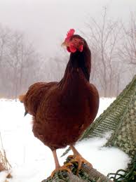 Welcome back the rhode island red. Cold Weather Chickens 8 Things Not To Do In Winter My Pet Chicken Blog
