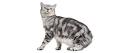 British Shorthair or American Shorthair – My British Shorthair