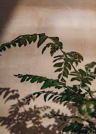 Image result for Didymochlaena truncatula