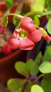 Image result for Oxalis tetraphylla