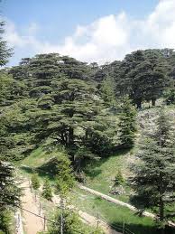 Cedars Of Lebanon Lebanon Baalbek Beirut