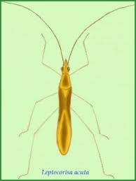 Image result for Lepidagathis eriocephala