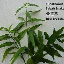 Belalai gajah.khasiat dan manfaat di sebaliknya?? Jual Daun Belalai Gajah 500g Segar Obat Kanker Jakarta Pusat Hegarku Tokopedia