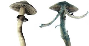 Magic mushrooms is the most common term applied to any mushroom which contains psilocybine and/or psilocine. Mystery Of Why Magic Mushrooms Go Blue Solved Research Chemistry World