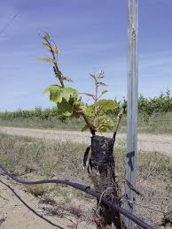 Image result for graft grape vines