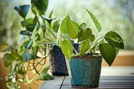 We've put together this list of special plants perfect for apartment dwellers with limited access to space and while the ficus is a very common indoor plant, they are also grown outdoors. The 10 Best Plants For Apartment Dwellers 6sqft