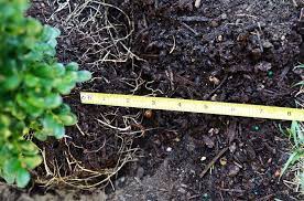 That leaves you room to plant annual flowers in front of whatever else you plant in the bed. Planting A Boxwood Hedge With Heyswansons Seattle S Favorite Garden Store Since 1924 Swansons Nursery