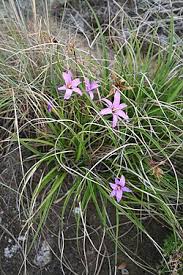 Image result for Velloziaceae