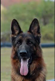 Quality german shepherd and dachshund puppies Casimir German Shepherds