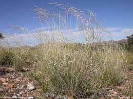 Image result for Eriocephalus luederitzianus