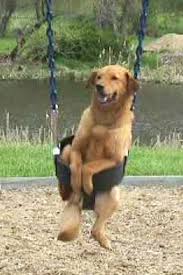 Watch Sara The Swinging Dog At The Park You Will Love How She Acts Once She Is Swinging Dog Pets Animals Dogs In 2020 Dogs Funny Dog Videos Cute Little Animals