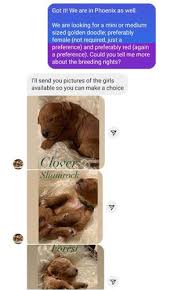 Ask questions and learn about goldendoodles at nextdaypets.com. Instagram Scams Account Posing As Goldendoodle Breeder Fools Couple