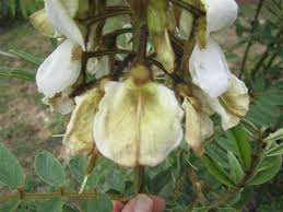 Image result for Tephrosia vogelii