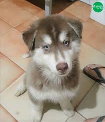 Canil De Husky Siberiano Em Ribeirao Preto Filhotes Husky Siberiano Husky Siberiano Husky Filhotes