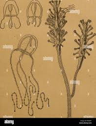 Image result for Sphaerocoryne gracilis