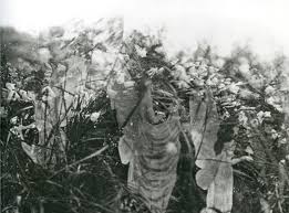 Showing editorial results for cottingley fairies. The True Story Of The Cottingley Fairies Hoax The Independent