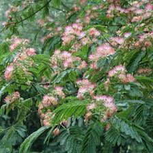 Seidenbaum Wunderschones Ziergeholz Seidenbaum Pflanzen Bepflanzung