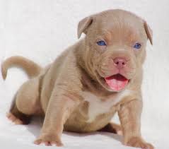 Best exotic bullies, blue tri color exotic puppy, tricolor exotic puppies for sale california. Champagne Tri Merle Xl American Bully Puppies Bully Fiendz