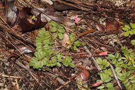 Image result for Tephrosia polystachya