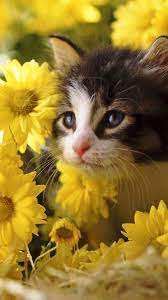 Kitten Flowers Yellow Baby Cats Pretty Cats Beautiful Cats