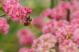 Image result for Clerodendrum fasciculatum
