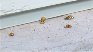 Providing pest management for residential and commercial clients throughout the upper midwest since 1924. Asian Lady Beetles Emerging Around Homes