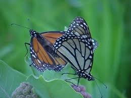 ✿ ciclo de la vida de una mariposa, imágenes a color. Acerca De La Monarca Monarch Butterfly Fund