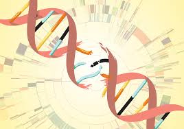 These units condense into a chromatin fibre, which condenses further to form a chromosome. How To Calculate Mutation Rate For Evolutionary Biology The Scientist Magazine